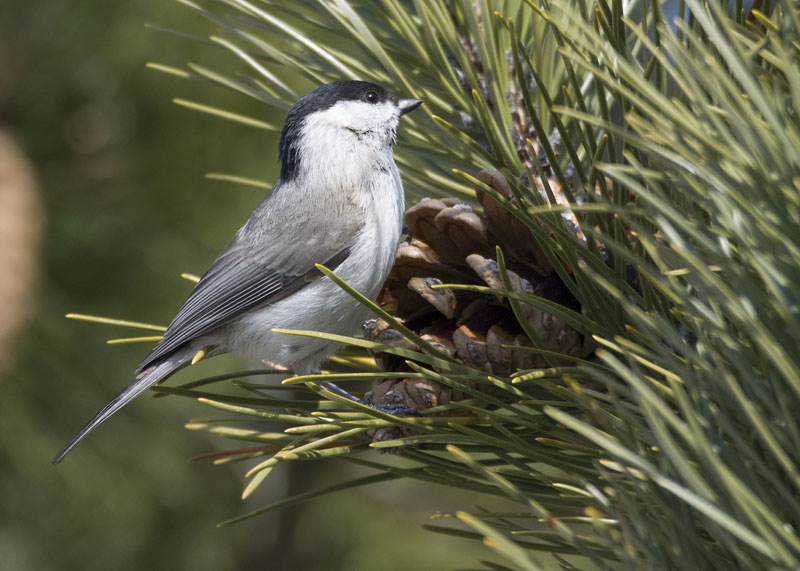 Cincia bigia, Poecile palustris